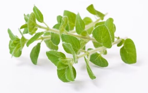 brand Fungent brand contains oregano oil
