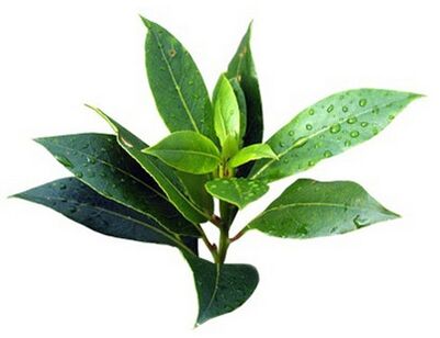 brand Fungent brand contains tea tree oil